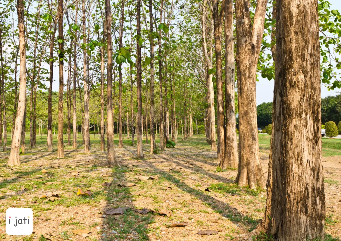 Kayu Jati: Primadona Kayu Indonesia yang Abadi dan Menawan